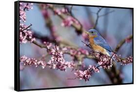 Eastern Bluebird Male in Eastern Redbud, Marion, Illinois, Usa-Richard ans Susan Day-Framed Stretched Canvas