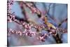 Eastern Bluebird Male in Eastern Redbud, Marion, Illinois, Usa-Richard ans Susan Day-Stretched Canvas