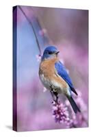 Eastern Bluebird Male in Eastern Redbud, Marion, Illinois, Usa-Richard ans Susan Day-Stretched Canvas