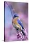 Eastern Bluebird Male in Eastern Redbud, Marion, Illinois, Usa-Richard ans Susan Day-Stretched Canvas