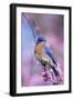 Eastern Bluebird Male in Eastern Redbud, Marion, Illinois, Usa-Richard ans Susan Day-Framed Premium Photographic Print