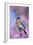 Eastern Bluebird Male in Eastern Redbud, Marion, Illinois, Usa-Richard ans Susan Day-Framed Premium Photographic Print