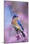 Eastern Bluebird Male in Eastern Redbud, Marion, Illinois, Usa-Richard ans Susan Day-Mounted Premium Photographic Print