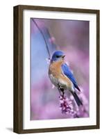 Eastern Bluebird Male in Eastern Redbud, Marion, Illinois, Usa-Richard ans Susan Day-Framed Photographic Print