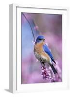 Eastern Bluebird Male in Eastern Redbud, Marion, Illinois, Usa-Richard ans Susan Day-Framed Photographic Print