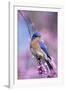 Eastern Bluebird Male in Eastern Redbud, Marion, Illinois, Usa-Richard ans Susan Day-Framed Photographic Print