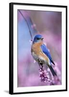 Eastern Bluebird Male in Eastern Redbud, Marion, Illinois, Usa-Richard ans Susan Day-Framed Photographic Print