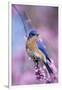 Eastern Bluebird Male in Eastern Redbud, Marion, Illinois, Usa-Richard ans Susan Day-Framed Photographic Print