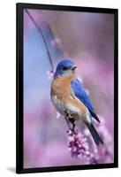 Eastern Bluebird Male in Eastern Redbud, Marion, Illinois, Usa-Richard ans Susan Day-Framed Photographic Print