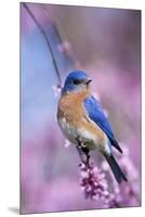 Eastern Bluebird Male in Eastern Redbud, Marion, Illinois, Usa-Richard ans Susan Day-Mounted Premium Photographic Print