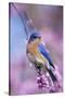 Eastern Bluebird Male in Eastern Redbud, Marion, Illinois, Usa-Richard ans Susan Day-Stretched Canvas