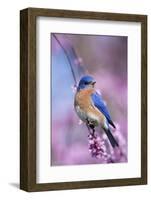 Eastern Bluebird Male in Eastern Redbud, Marion, Illinois, Usa-Richard ans Susan Day-Framed Photographic Print