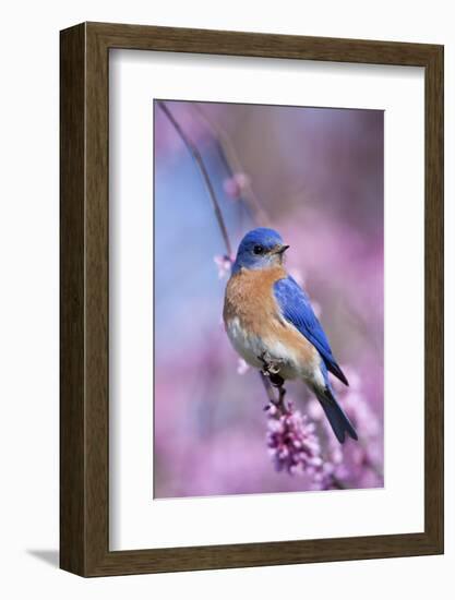 Eastern Bluebird Male in Eastern Redbud, Marion, Illinois, Usa-Richard ans Susan Day-Framed Photographic Print