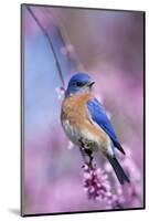Eastern Bluebird Male in Eastern Redbud, Marion, Illinois, Usa-Richard ans Susan Day-Mounted Photographic Print