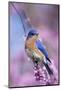 Eastern Bluebird Male in Eastern Redbud, Marion, Illinois, Usa-Richard ans Susan Day-Mounted Photographic Print