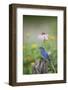 Eastern Bluebird Male in Flower Garden, Marion County, Il-Richard and Susan Day-Framed Photographic Print