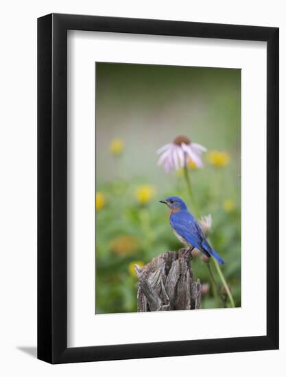 Eastern Bluebird Male in Flower Garden, Marion County, Il-Richard and Susan Day-Framed Photographic Print