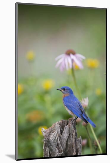 Eastern Bluebird Male in Flower Garden, Marion County, Il-Richard and Susan Day-Mounted Photographic Print