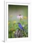 Eastern Bluebird Male in Flower Garden, Marion County, Il-Richard and Susan Day-Framed Photographic Print
