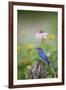 Eastern Bluebird Male in Flower Garden, Marion County, Il-Richard and Susan Day-Framed Photographic Print