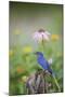 Eastern Bluebird Male in Flower Garden, Marion County, Il-Richard and Susan Day-Mounted Photographic Print