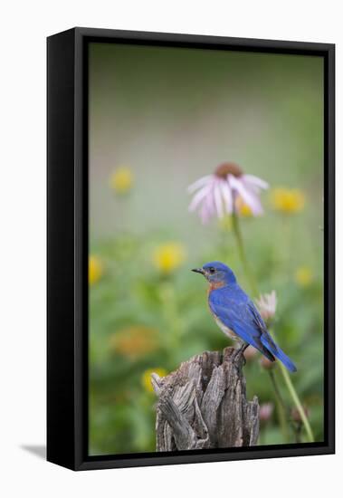 Eastern Bluebird Male in Flower Garden, Marion County, Il-Richard and Susan Day-Framed Stretched Canvas