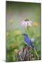 Eastern Bluebird Male in Flower Garden, Marion County, Il-Richard and Susan Day-Mounted Photographic Print