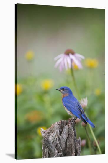 Eastern Bluebird Male in Flower Garden, Marion County, Il-Richard and Susan Day-Stretched Canvas