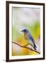 Eastern Bluebird Male in Flower Garden, Marion, Illinois, Usa-Richard ans Susan Day-Framed Premium Photographic Print