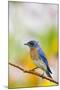 Eastern Bluebird Male in Flower Garden, Marion, Illinois, Usa-Richard ans Susan Day-Mounted Premium Photographic Print