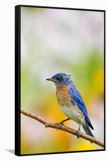 Eastern Bluebird Male in Flower Garden, Marion, Illinois, Usa-Richard ans Susan Day-Framed Stretched Canvas