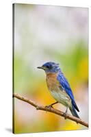 Eastern Bluebird Male in Flower Garden, Marion, Illinois, Usa-Richard ans Susan Day-Stretched Canvas