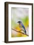 Eastern Bluebird Male in Flower Garden, Marion, Illinois, Usa-Richard ans Susan Day-Framed Photographic Print