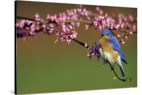 Eastern Bluebird Male in Redbud Tree in Spring Marion County, Illinois-Richard and Susan Day-Stretched Canvas