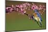 Eastern Bluebird Male in Redbud Tree in Spring Marion County, Illinois-Richard and Susan Day-Mounted Photographic Print