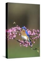 Eastern Bluebird Male in Redbud Tree in Spring, Marion, Il-Richard and Susan Day-Stretched Canvas