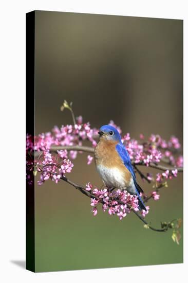 Eastern Bluebird Male in Redbud Tree in Spring, Marion, Il-Richard and Susan Day-Stretched Canvas