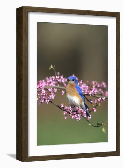 Eastern Bluebird Male in Redbud Tree in Spring, Marion, Il-Richard and Susan Day-Framed Photographic Print