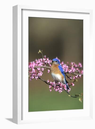 Eastern Bluebird Male in Redbud Tree in Spring, Marion, Il-Richard and Susan Day-Framed Photographic Print