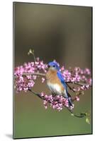 Eastern Bluebird Male in Redbud Tree in Spring, Marion, Il-Richard and Susan Day-Mounted Photographic Print