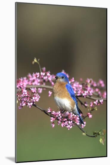 Eastern Bluebird Male in Redbud Tree in Spring, Marion, Il-Richard and Susan Day-Mounted Photographic Print