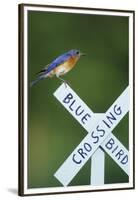 Eastern Bluebird Male on Bluebird Crossing Sign, Marion, Il-Richard and Susan Day-Framed Premium Photographic Print