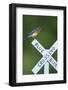 Eastern Bluebird Male on Bluebird Crossing Sign, Marion, Il-Richard and Susan Day-Framed Photographic Print