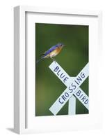 Eastern Bluebird Male on Bluebird Crossing Sign, Marion, Il-Richard and Susan Day-Framed Photographic Print