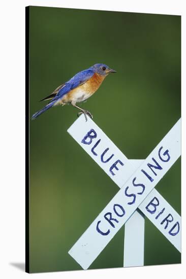 Eastern Bluebird Male on Bluebird Crossing Sign, Marion, Il-Richard and Susan Day-Stretched Canvas