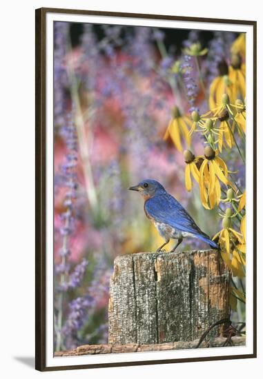 Eastern Bluebird Male on Fence in Flower Garden, Marion, Il-Richard and Susan Day-Framed Premium Photographic Print