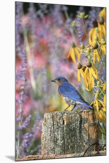 Eastern Bluebird Male on Fence in Flower Garden, Marion, Il-Richard and Susan Day-Mounted Premium Photographic Print