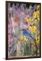 Eastern Bluebird Male on Fence in Flower Garden, Marion, Il-Richard and Susan Day-Framed Photographic Print