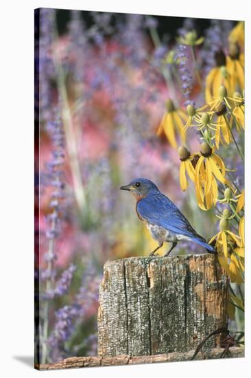 Eastern Bluebird Male on Fence in Flower Garden, Marion, Il-Richard and Susan Day-Stretched Canvas