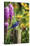 Eastern Bluebird Male on Fence Post Marion County, Illinois-Richard and Susan Day-Stretched Canvas